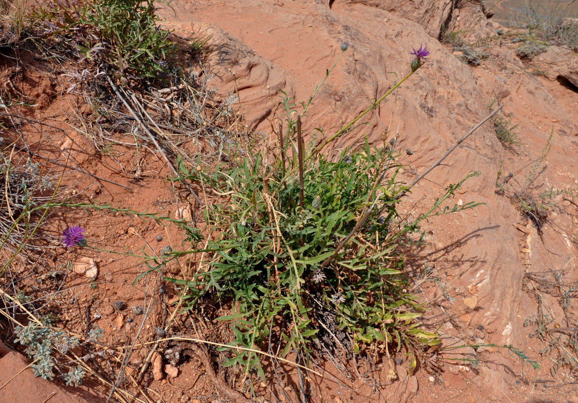 Image of Centaurea adpressa specimen.