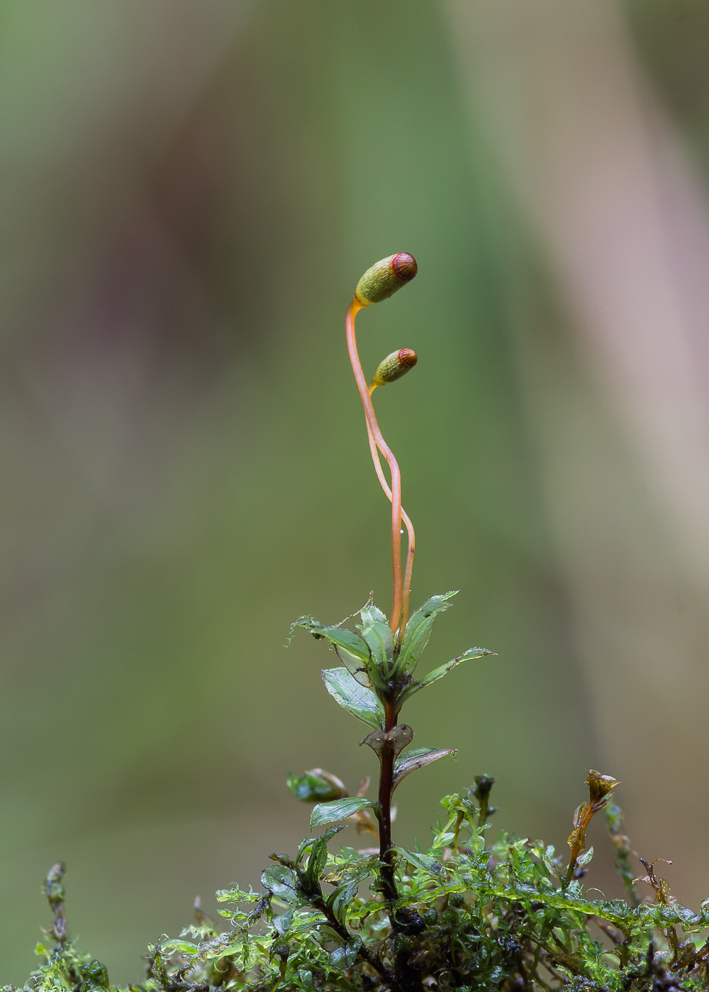 Image of class Bryopsida specimen.