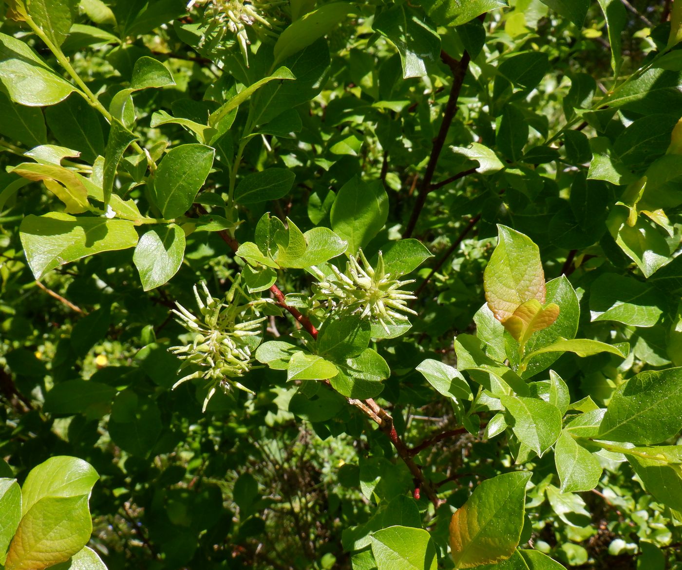 Изображение особи Salix starkeana.