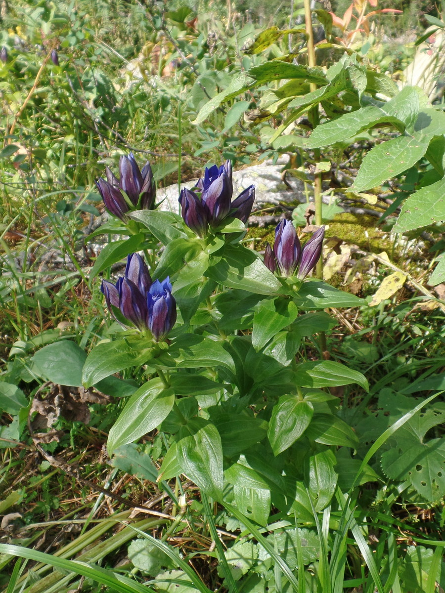 Image of Gentiana fischeri specimen.