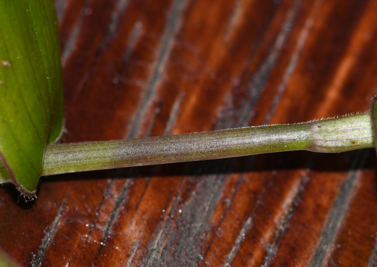 Изображение особи Callisia gracilis.