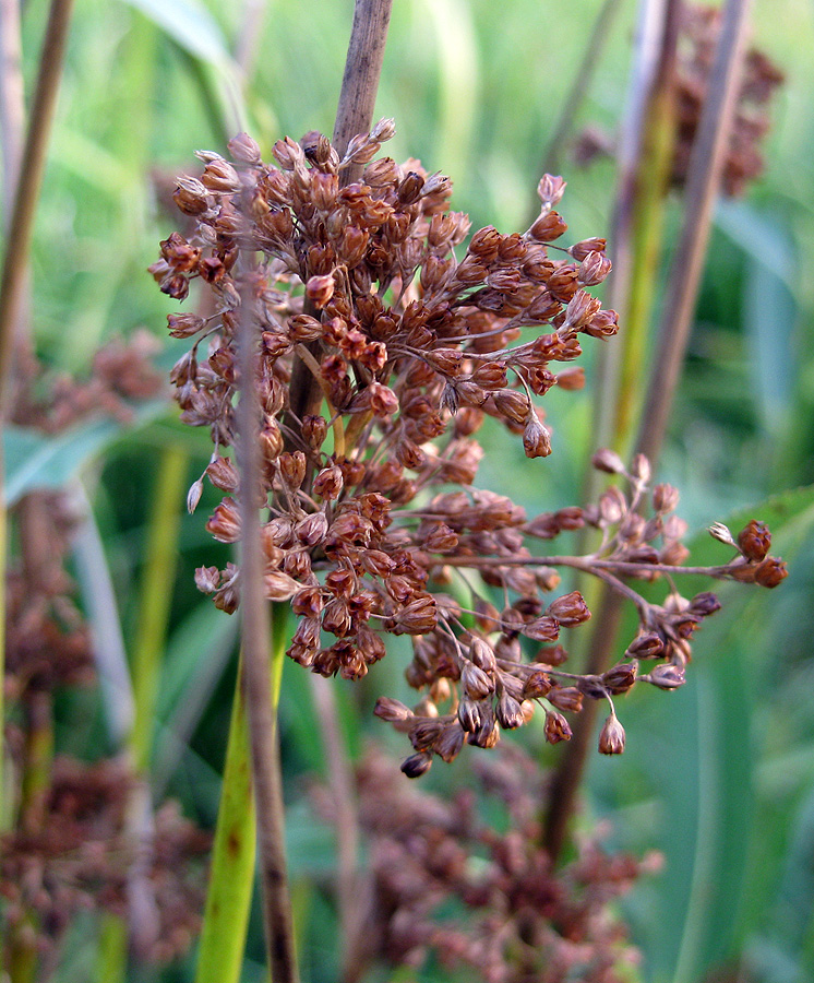 Изображение особи Juncus effusus.