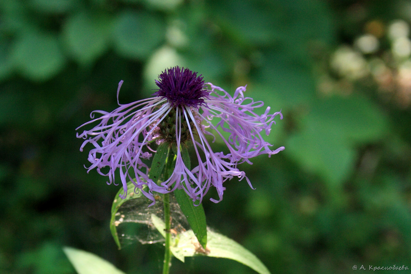 Изображение особи Centaurea phrygia.