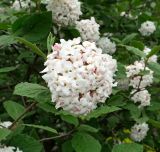 Viburnum carlesii. Соцветие. Донецк, бот. сад. 01.05.2019.