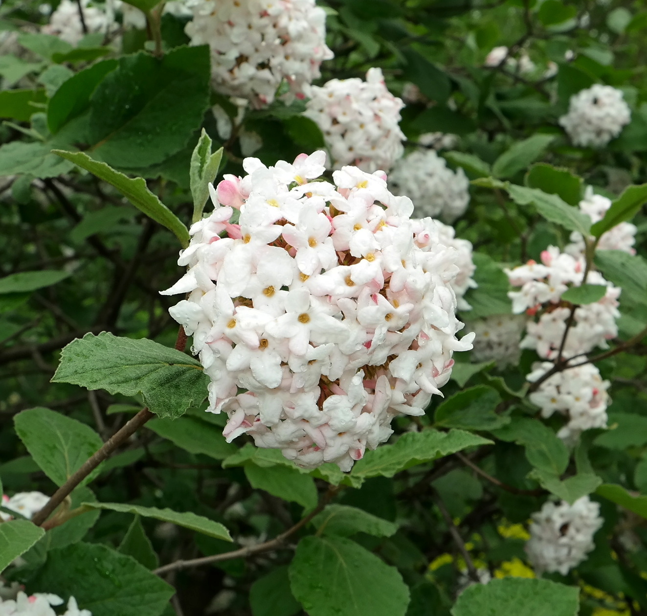 Image of Viburnum carlesii specimen.