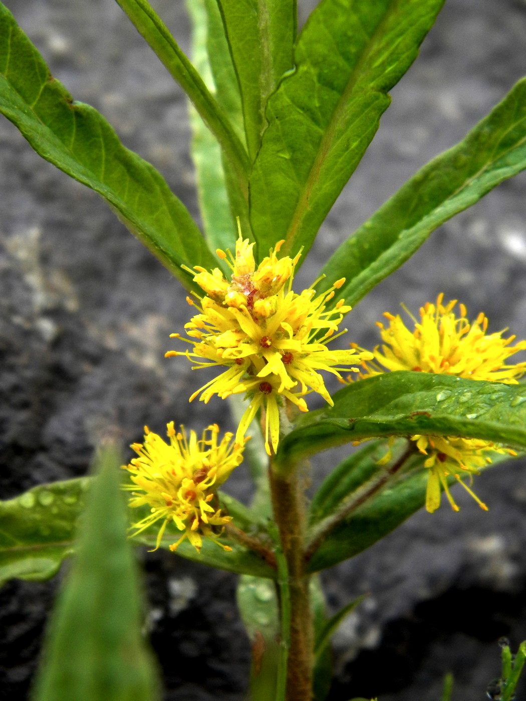 Image of Naumburgia thyrsiflora specimen.