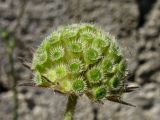Knautia integrifolia ssp. urvillei