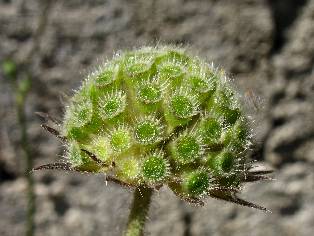 Image of Knautia integrifolia ssp. urvillei specimen.