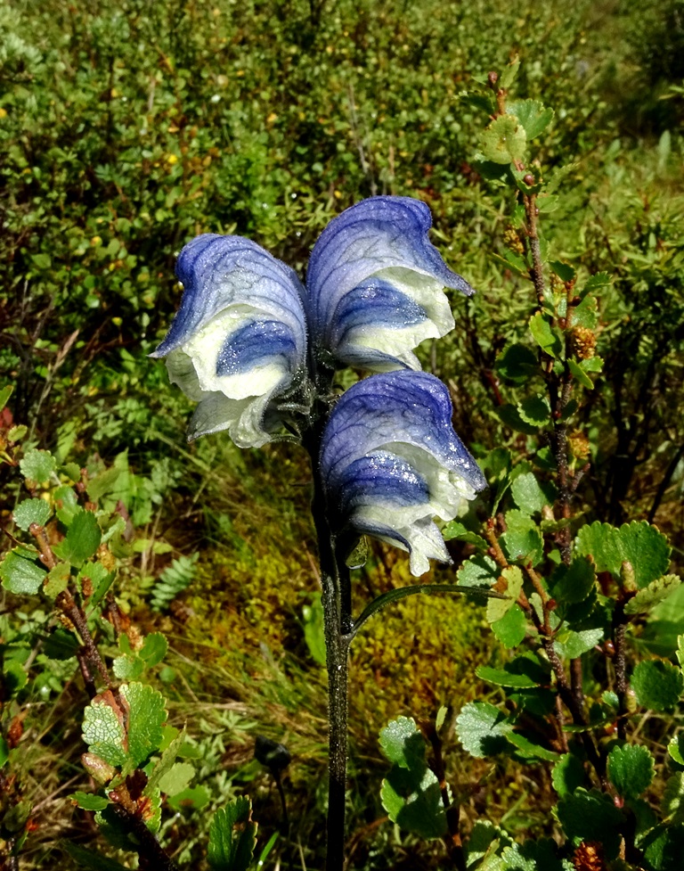 Image of Aconitum biflorum specimen.