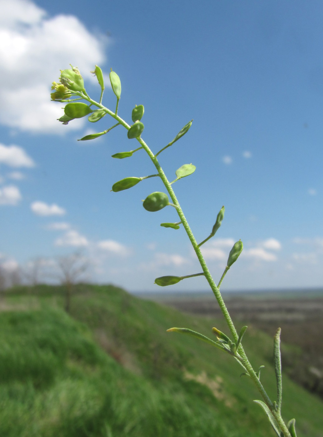 Изображение особи Meniocus linifolius.