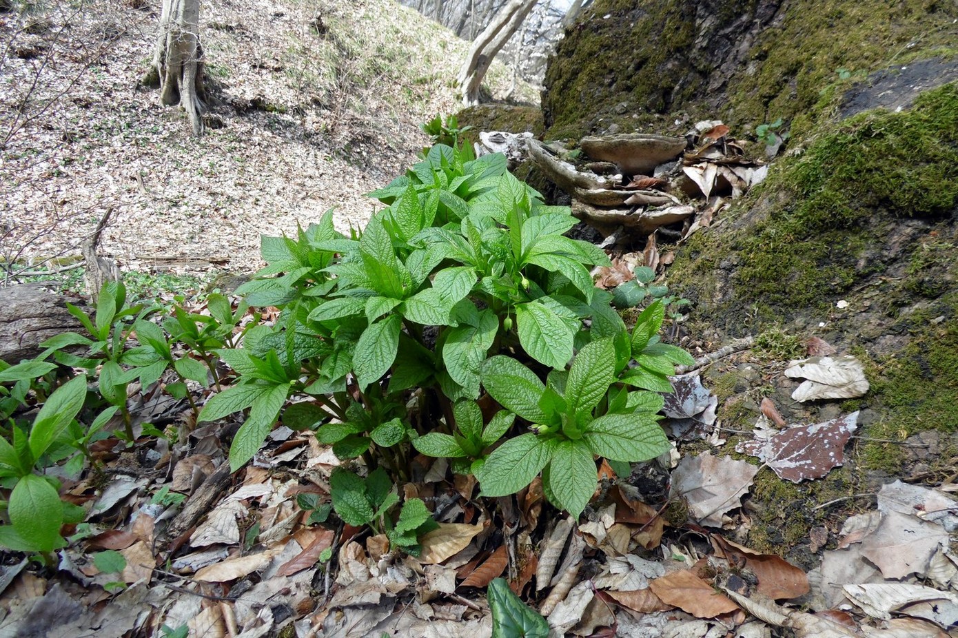 Image of Scopolia caucasica specimen.