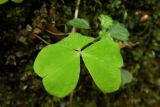 Oxalis acetosella