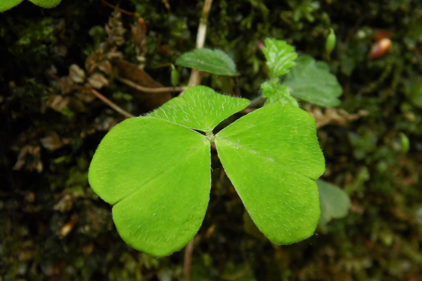 Изображение особи Oxalis acetosella.