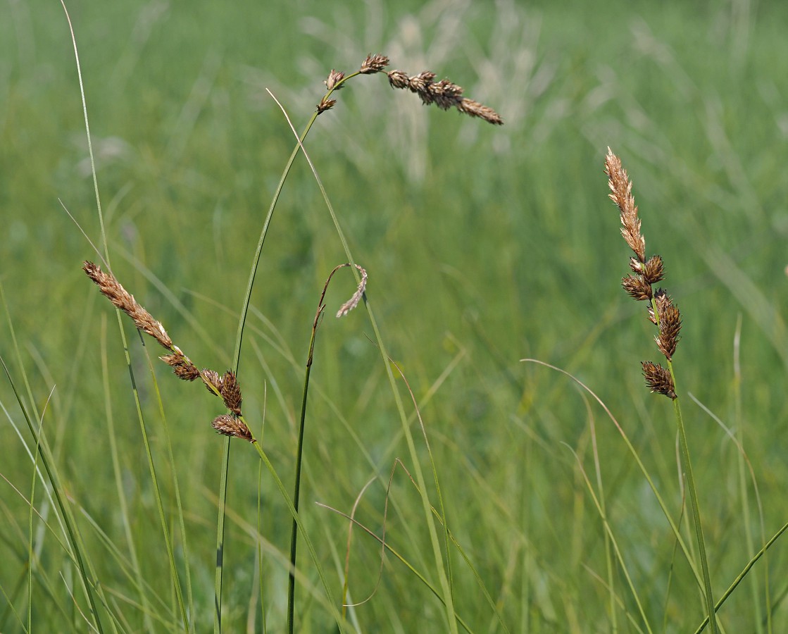 Изображение особи Carex disticha.