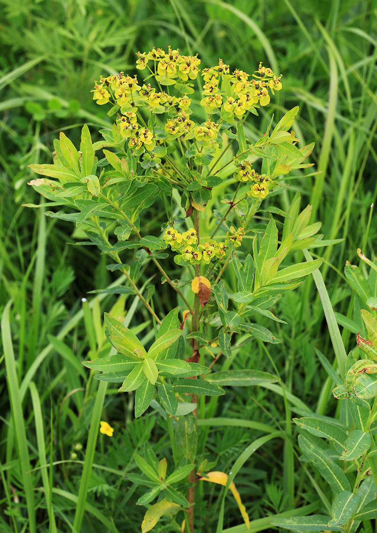 Изображение особи Euphorbia mandshurica.