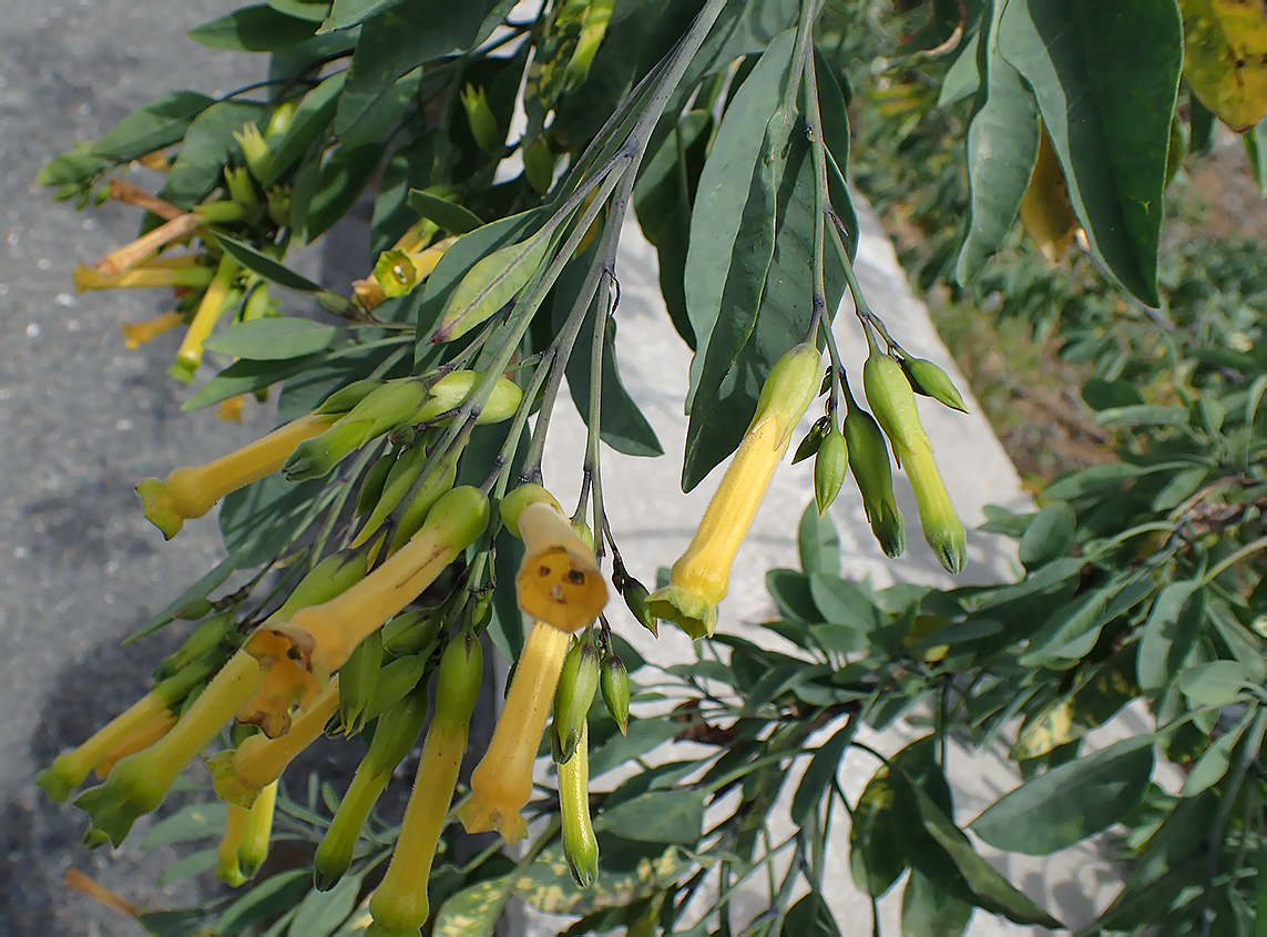 Image of Nicotiana glauca specimen.