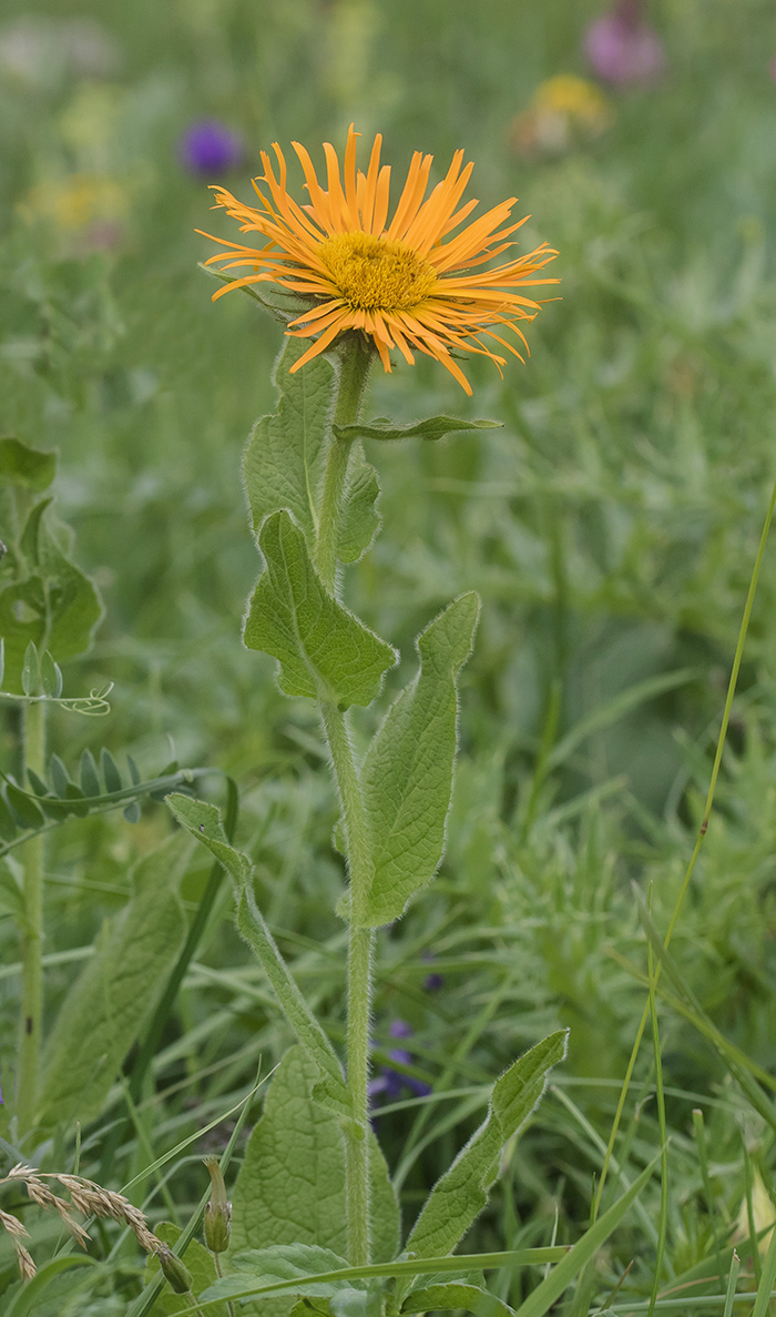 Image of Inula grandiflora specimen.