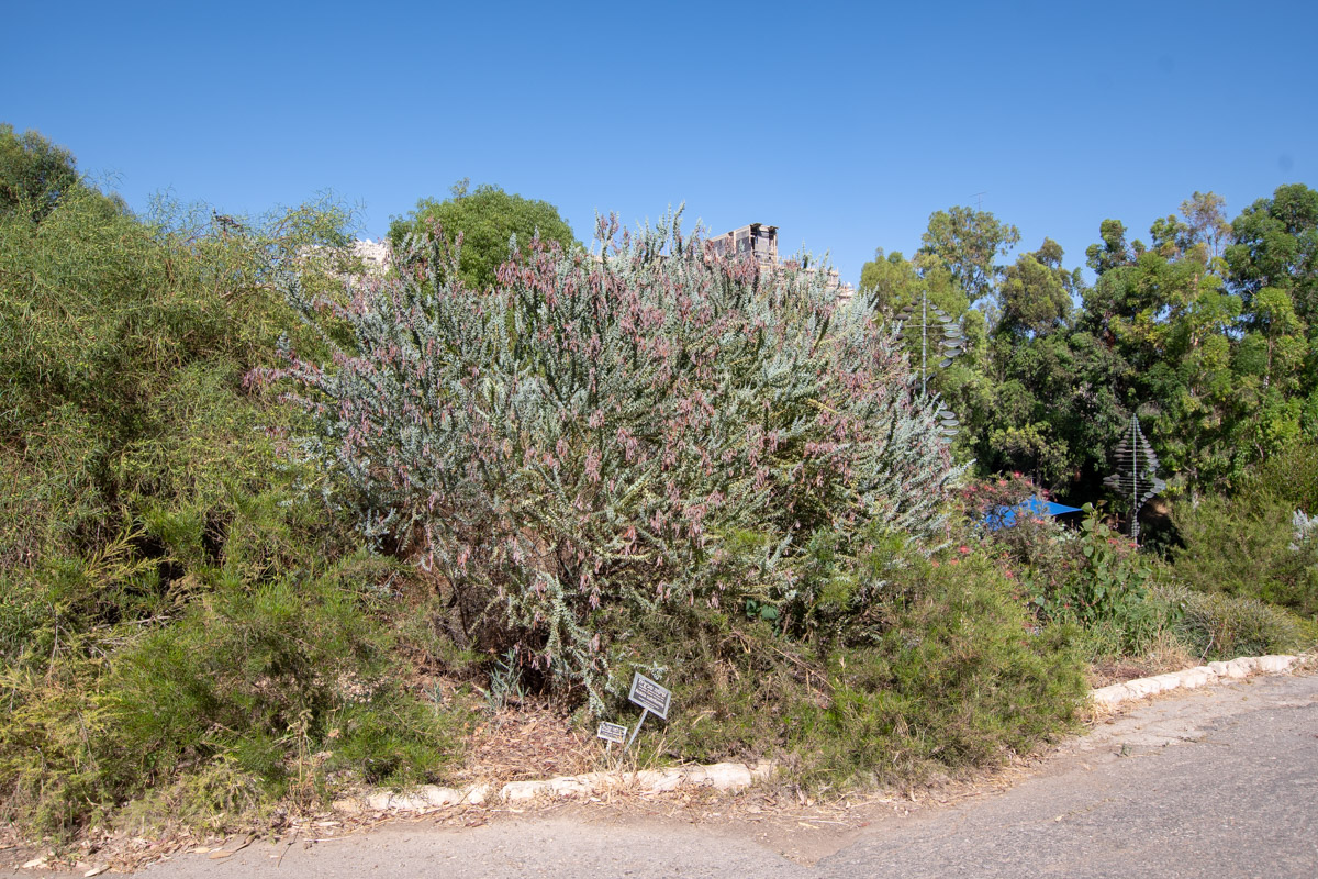 Image of Acacia cultriformis specimen.