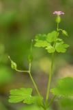 Geranium lucidum. Верхушка цветущего растения. Краснодарский край, Абинский р-н, окр. станицы Шапсугская, дубово-грабовый лес. 15.06.2021.