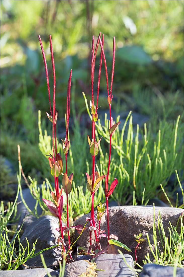 Image of Epilobium hornemannii specimen.