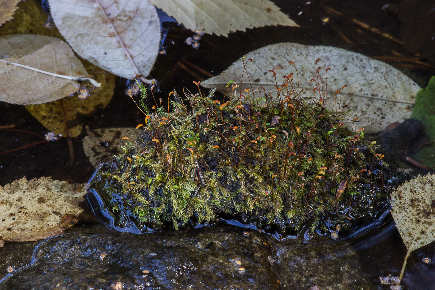 Изображение особи Leptodictyum riparium.