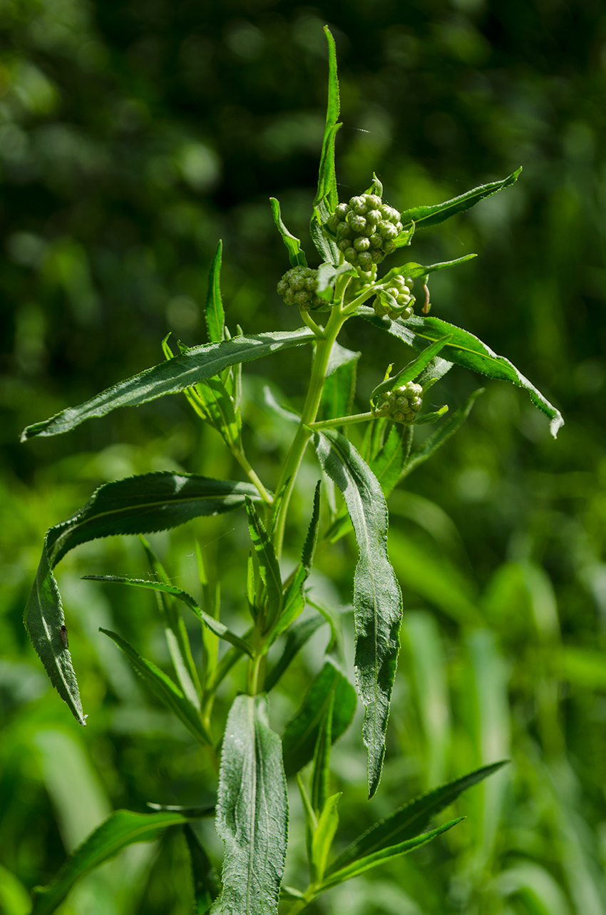 Image of Achillea cartilaginea specimen.