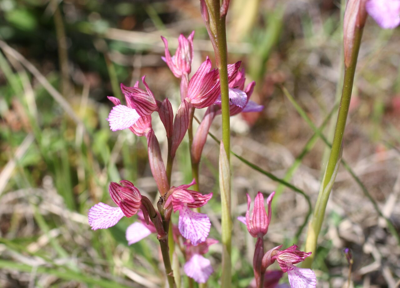 Изображение особи Anacamptis papilionacea.