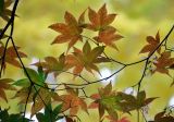 Acer palmatum