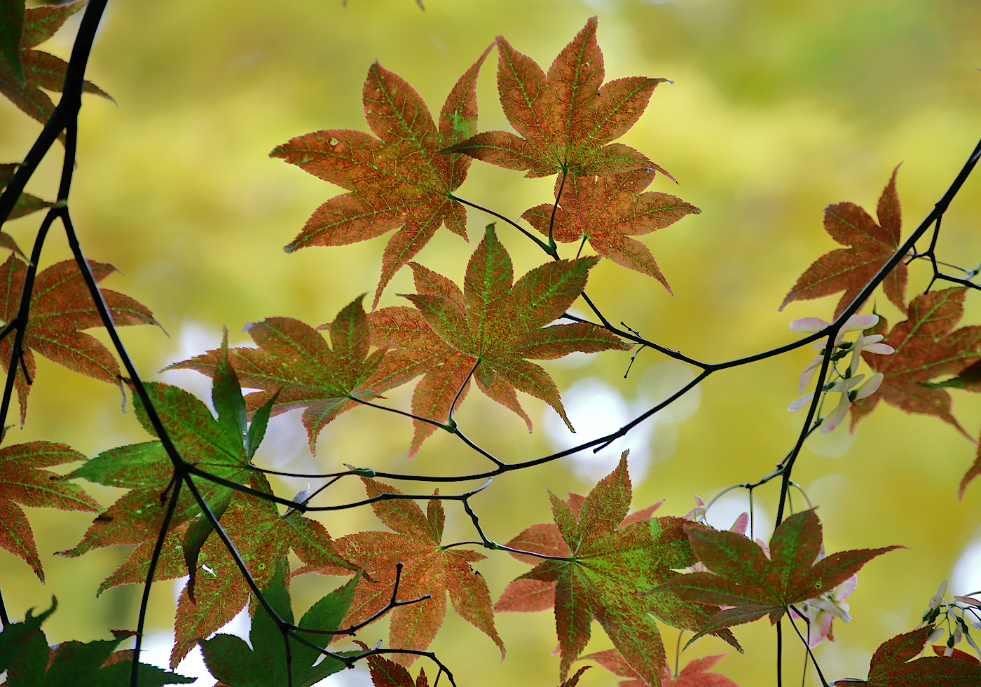 Image of Acer palmatum specimen.