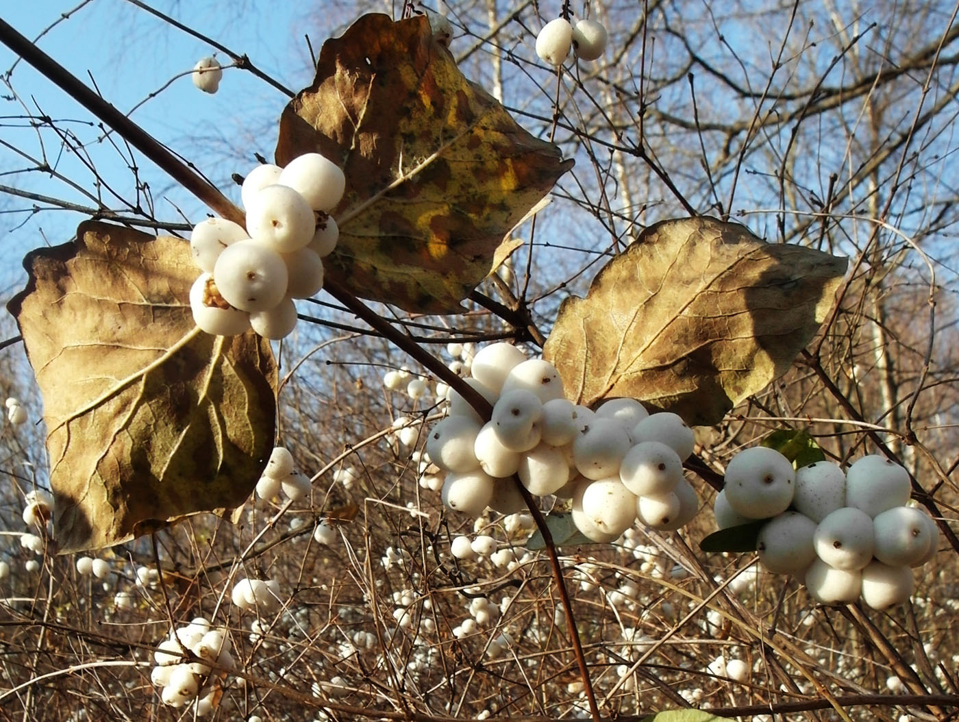 Изображение особи Symphoricarpos albus var. laevigatus.