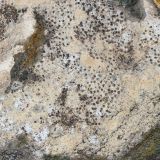 division Ascomycota. Таллом с апотециями. Ростовская обл., г. Таганрог, в сквере на граните. 15.12.2021.