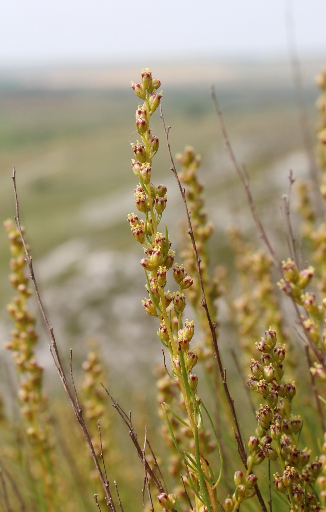 Image of Artemisia salsoloides specimen.