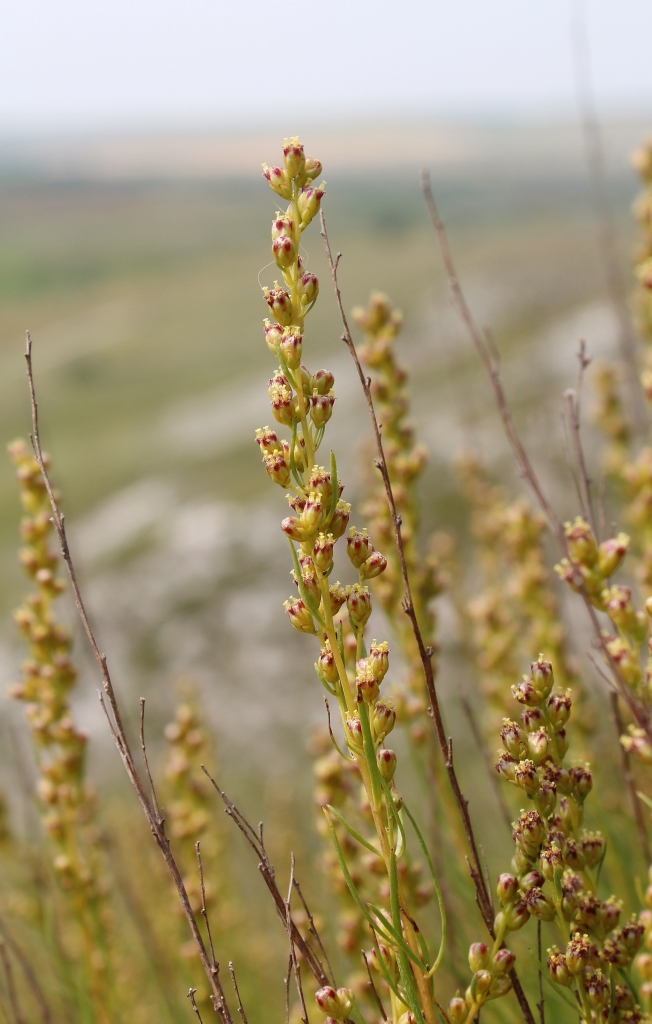 Image of Artemisia salsoloides specimen.