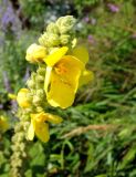 Verbascum thapsus. Цветок и бутоны. Москва, Якиманка, ЦПКиО им. Горького, Партер, в культуре. 29.08.2020.