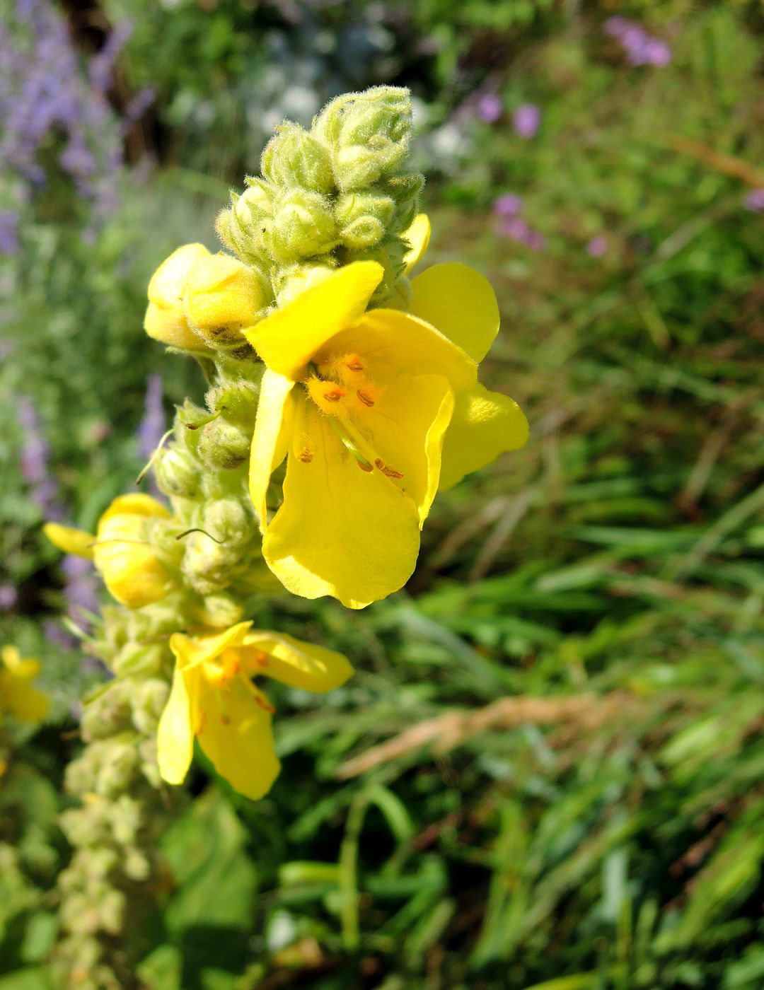 Изображение особи Verbascum thapsus.