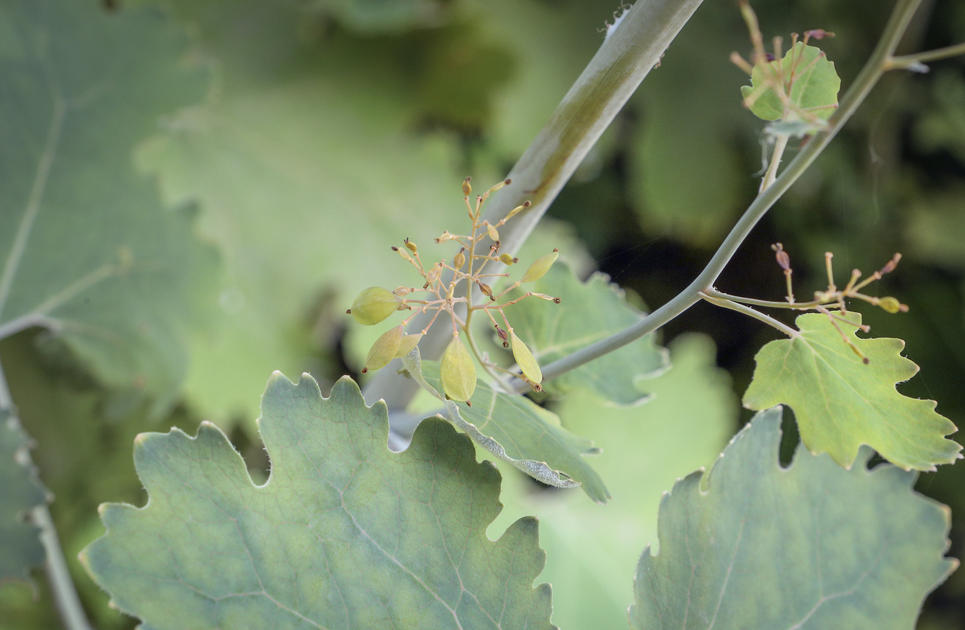 Image of Macleaya cordata specimen.