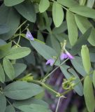 Galega officinalis. Верхушка цветущего побега. Москва, Аптекарский огород, в культуре. 03.09.2021.