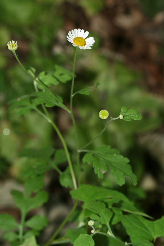 Image of Pyrethrum parthenifolium specimen.