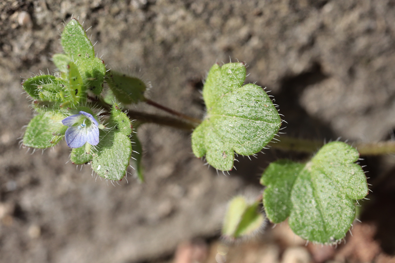 Image of Veronica sublobata specimen.