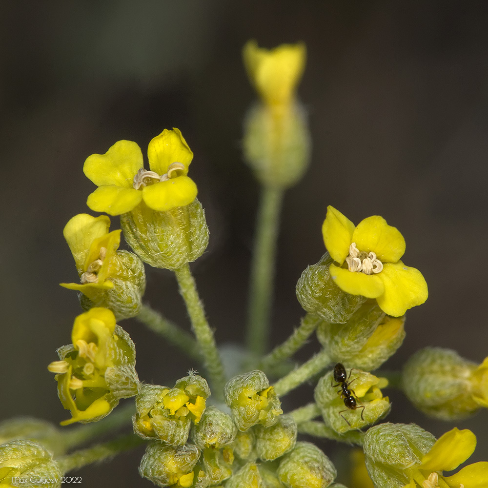 Image of genus Odontarrhena specimen.