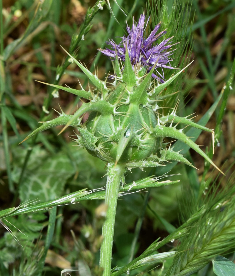 Изображение особи Silybum marianum.