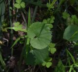 Ranunculus cassubicus. Листья. Калужская обл., Боровский р-н между деревней Чёлохово и Чёлоховским ручьём, смешанный лес (ель, берёза, орешник). 26.05.2022.