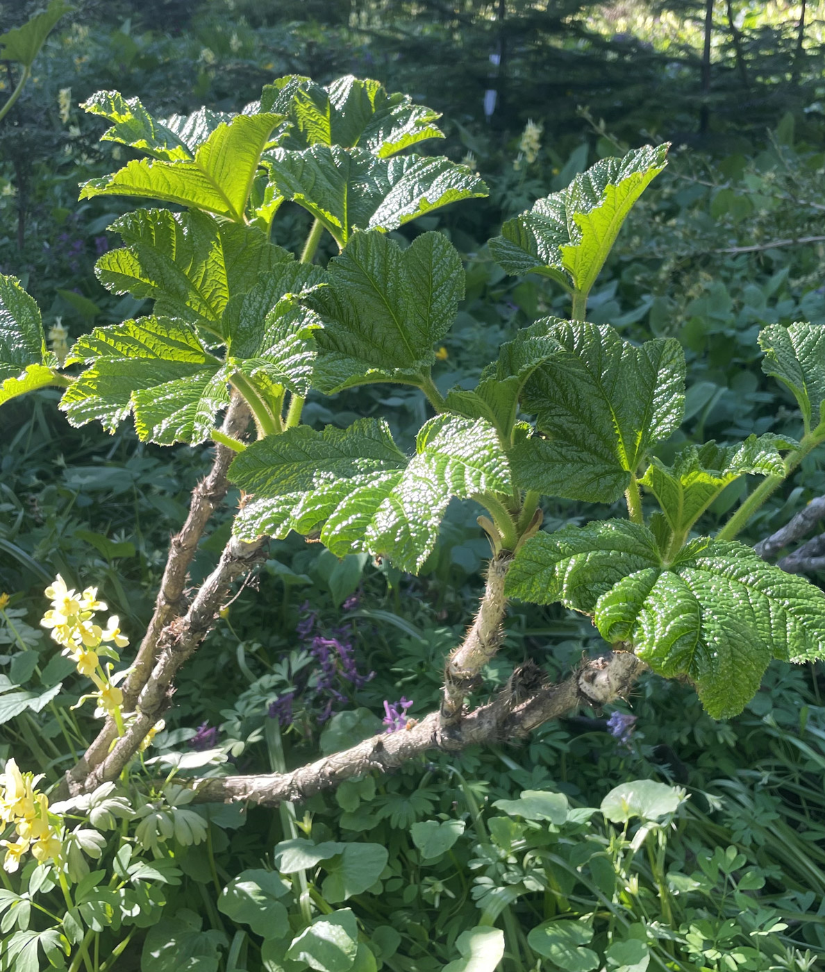 Изображение особи Oplopanax elatus.