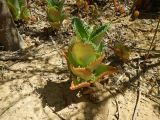 genus Kalanchoe. Вегетирующее растение с выводковыми почками. Мадагаскар, провинция Тулеария, регион Ациму-Андрефана, Arboretum d'Antsokay, 04.12.2019.