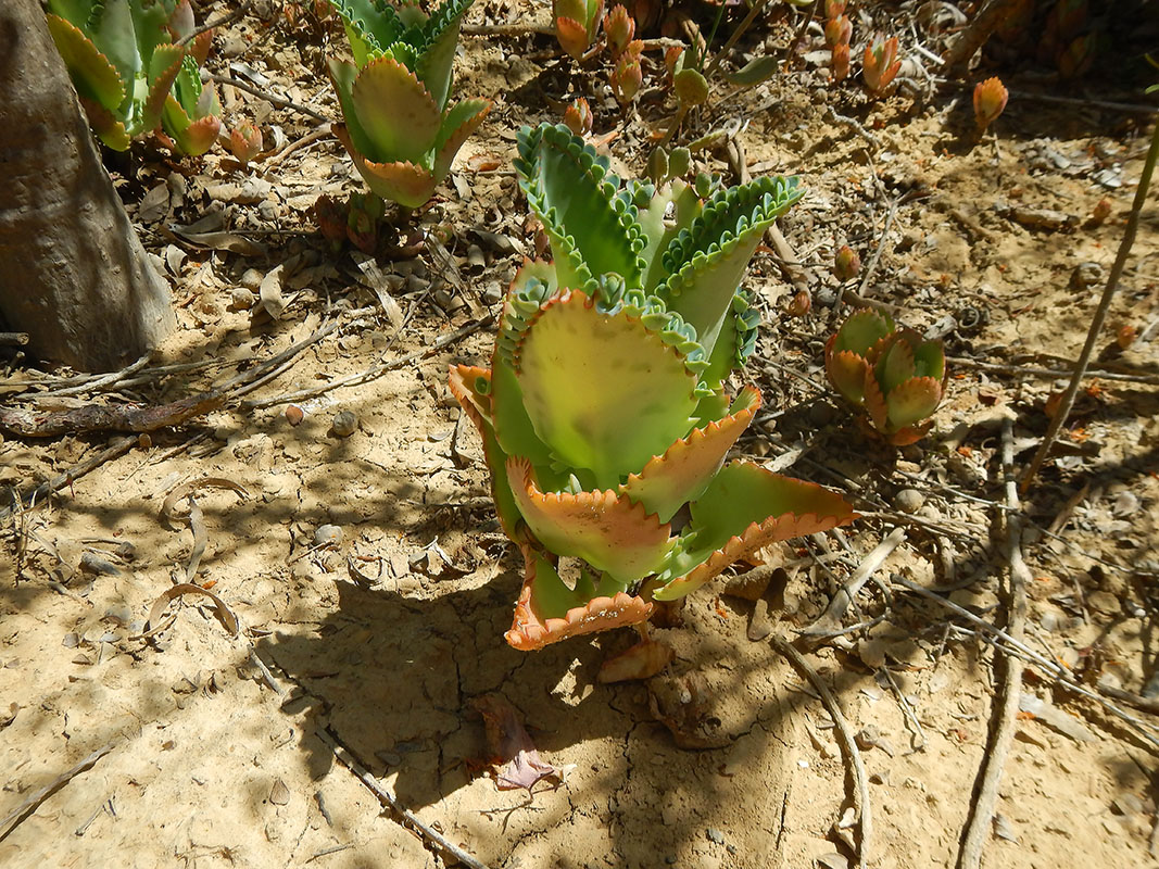 Изображение особи род Kalanchoe.