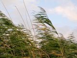 Phragmites australis