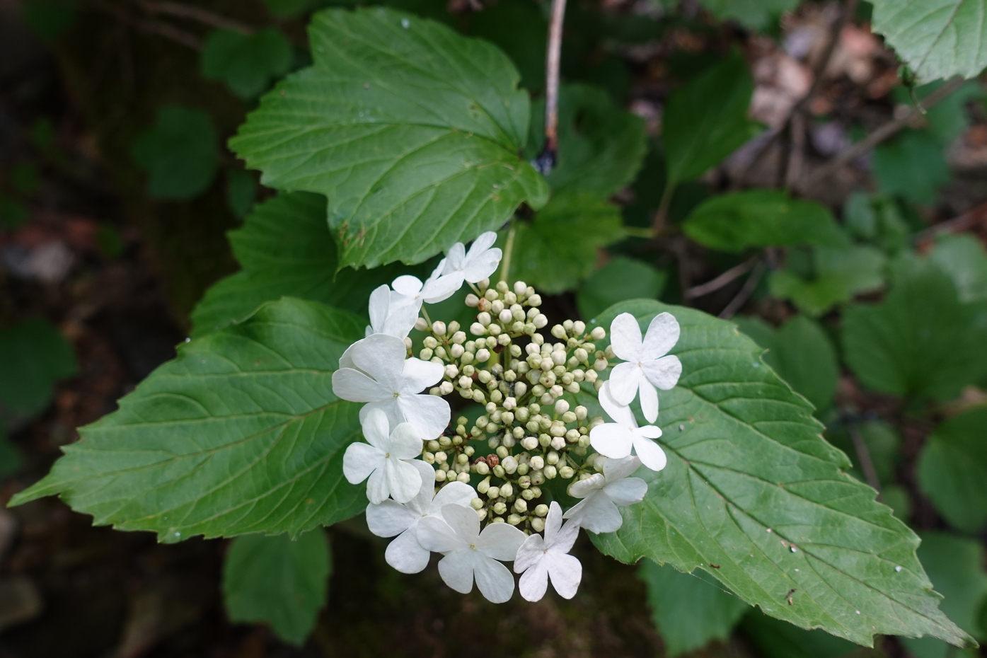 Изображение особи Viburnum sargentii.