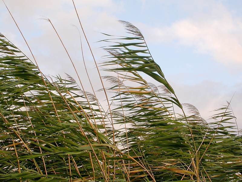 Изображение особи Phragmites australis.