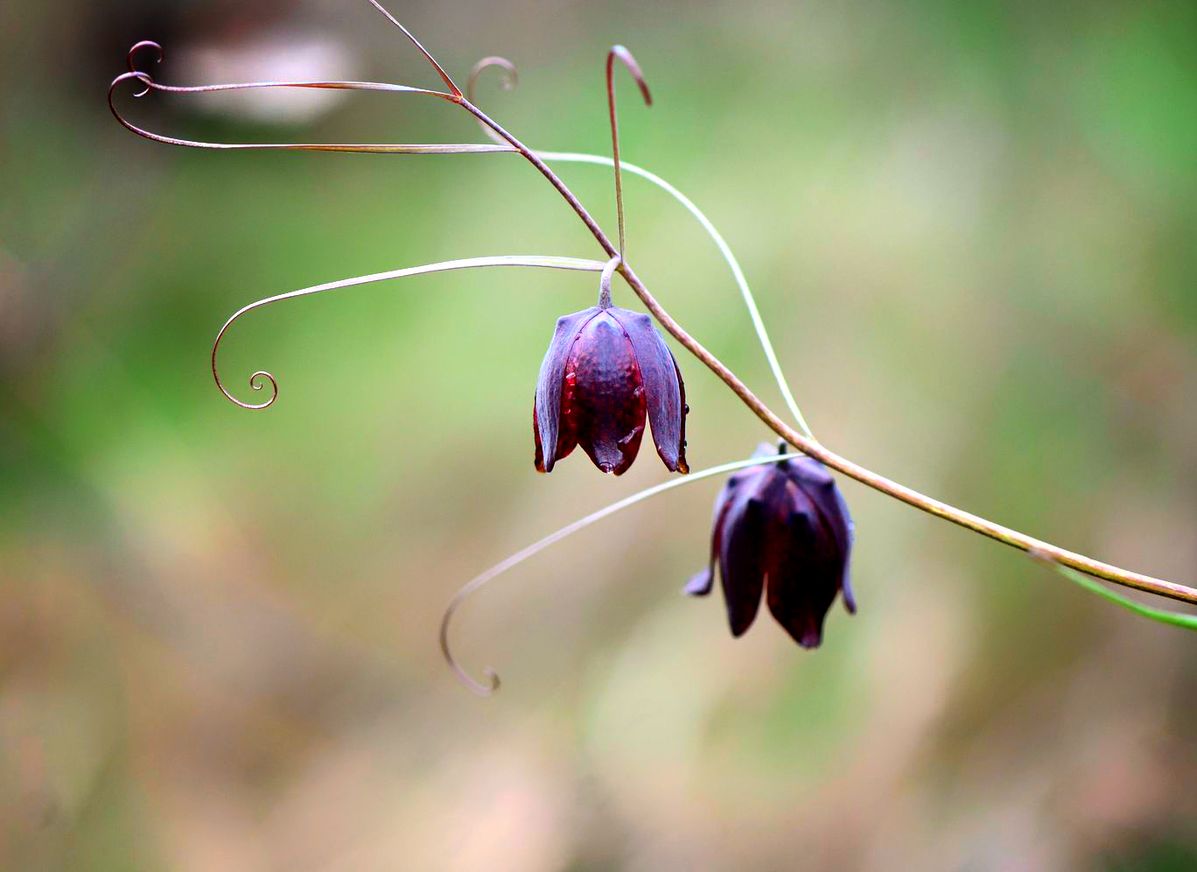 Image of Fritillaria ruthenica specimen.