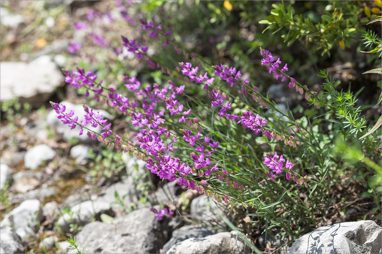 Image of Polygala caucasica specimen.